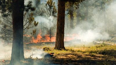 Accès aux massifs forestiers : réglementation et restrictions