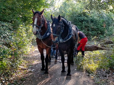 Travaux de débardage à cheval pour l’Espace préservé du Thor