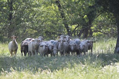 Eco-pâturage : une phase test sur le territoire