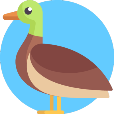 Le canard